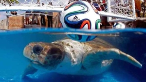 CUPA MONDIALA 2014 - Mascota Mondialului din Brazilia a facut prima predictie si i-a iesit! Ce meci a intuit corect