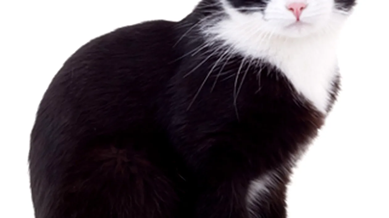 Atentie, au aparut pisicile turbate! Primaria strange animalele de pe strazile din Targoviste!