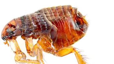 Oamenii au inceput sa poarte haine acum 170.000 de ani! Asta dupa ce s-a studiat evolutia paduchilor!