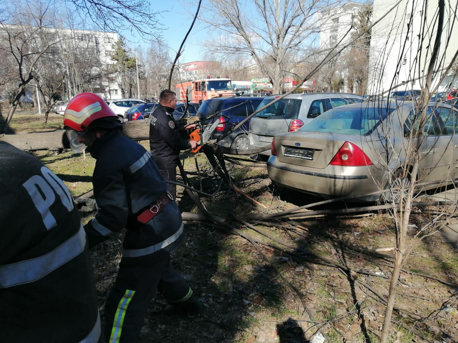 Copacii au căzut pe mașini