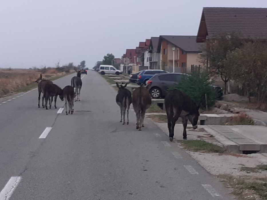 Măgarii s-au plimbat nestingheriți pe stradă (Foto: https://politialocalatgjiu.ro)