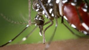 Virusul West Nile. Ce este și care sunt simptomele