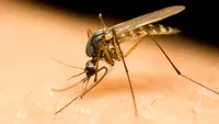 O vârstnică din Brăila a murit din cauza virusului West Nile, în plină iarnă