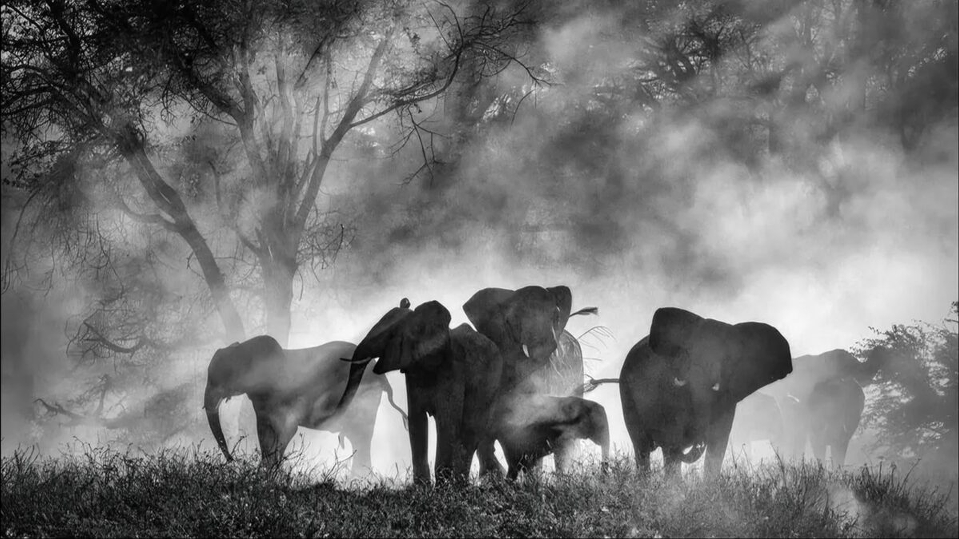 Misterul elefanților „fantomă" din Africa! După decenii de legende, au fost în sfârșit găsiți