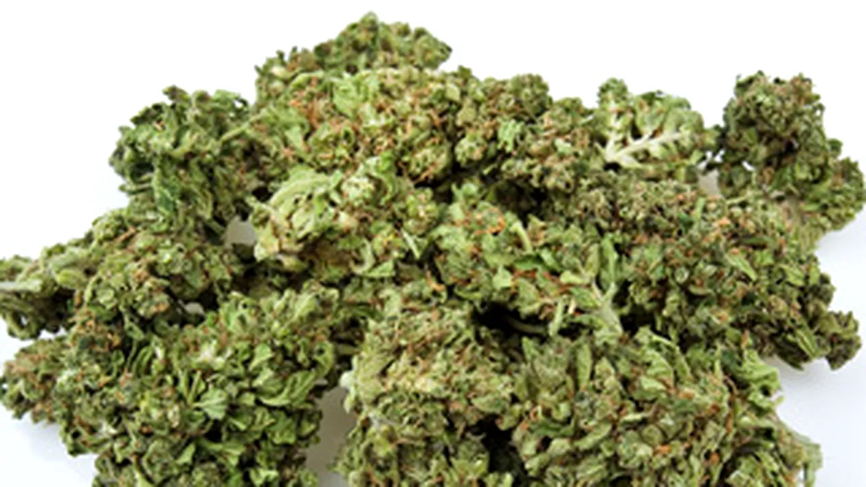 Doi barbati din Covasna, fermieri de cannabis!