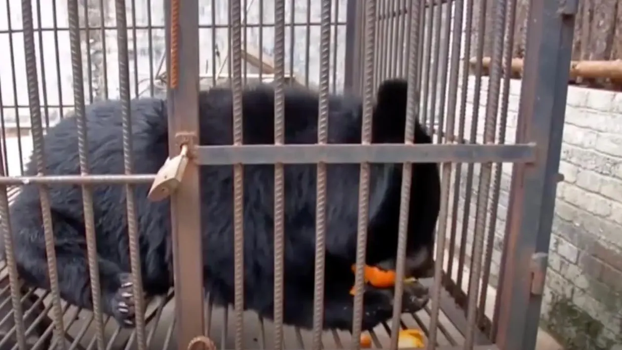 Femeia a crezut că a adoptat un câine, dar în câteva luni au avut parte de șocul vieții. Ce animal avea, de fapt, în locuință