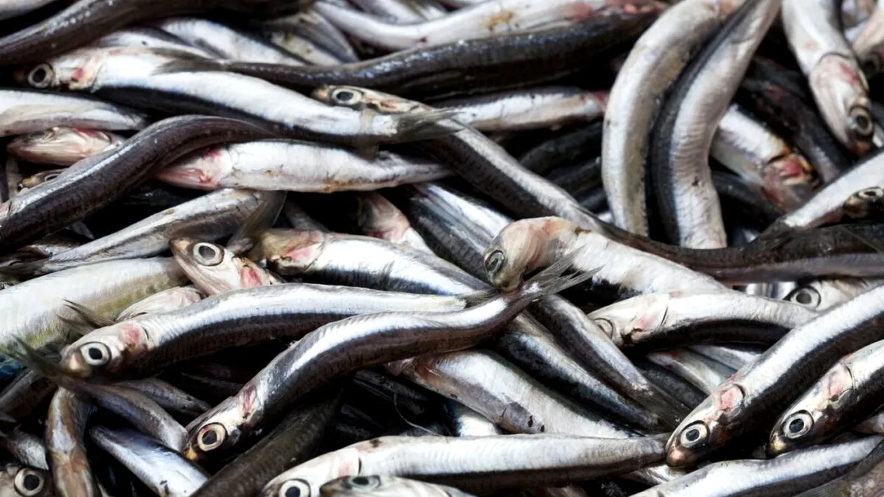 De necrezut! Ce a putut găsi o femeie din Iași într-o caserolă cu hamsie