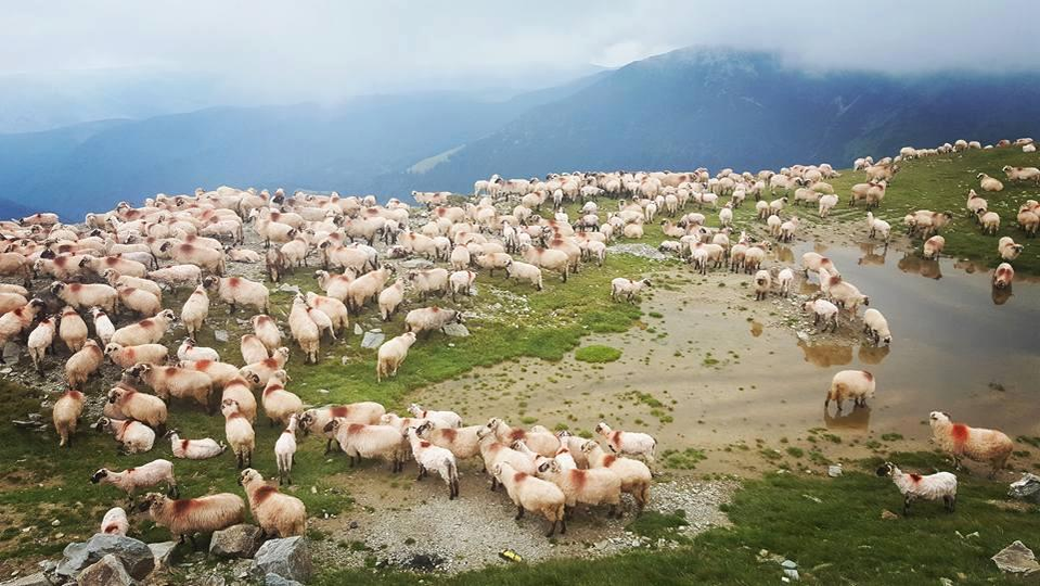 Oile vor ajunge la munte fără sărbătoarea tradițională