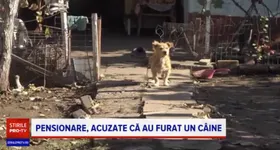 Galerie foto - poza 3