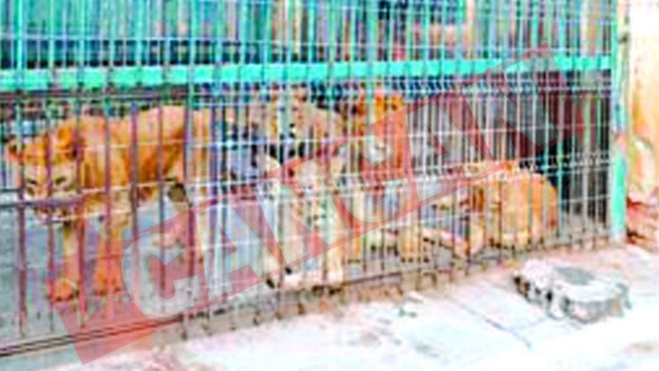 Ajutor, vor sa ne impuste!