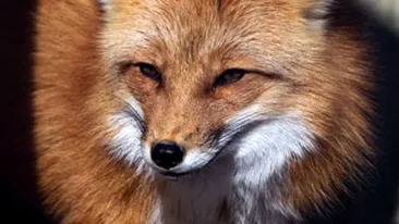 Doua fetite de noua luni, muscate de o vulpe in propria casa din Londra