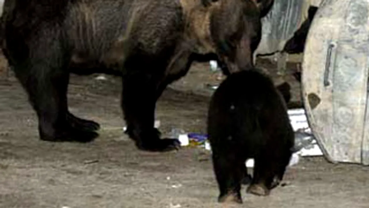 Ursii din Brasov sunt atrasi in padure cu doua tone de ciocolata