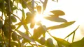 Plantele „vorbesc” între ele? Ce au descoperit cercetătorii