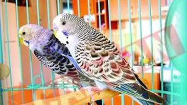 Vor polite de asigurare pentru papagali si porcusori de Guineea