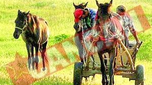 Sebesenii, obligati sa-si inmatriculeze carutele