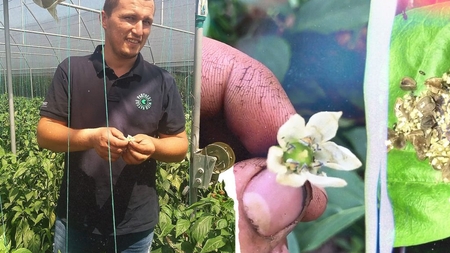 Bătălia gândacilor. Cum "asmut" fermierii din Dolj prădătorii împotriva dăunătorilor