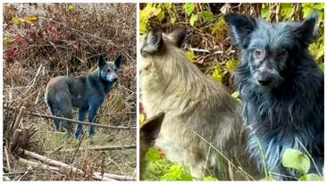 Apariție bizară la Cernobîl! Voluntarii din zonă au fotografiat câini cu blana albastră. Care ar fi explicația fenomenului