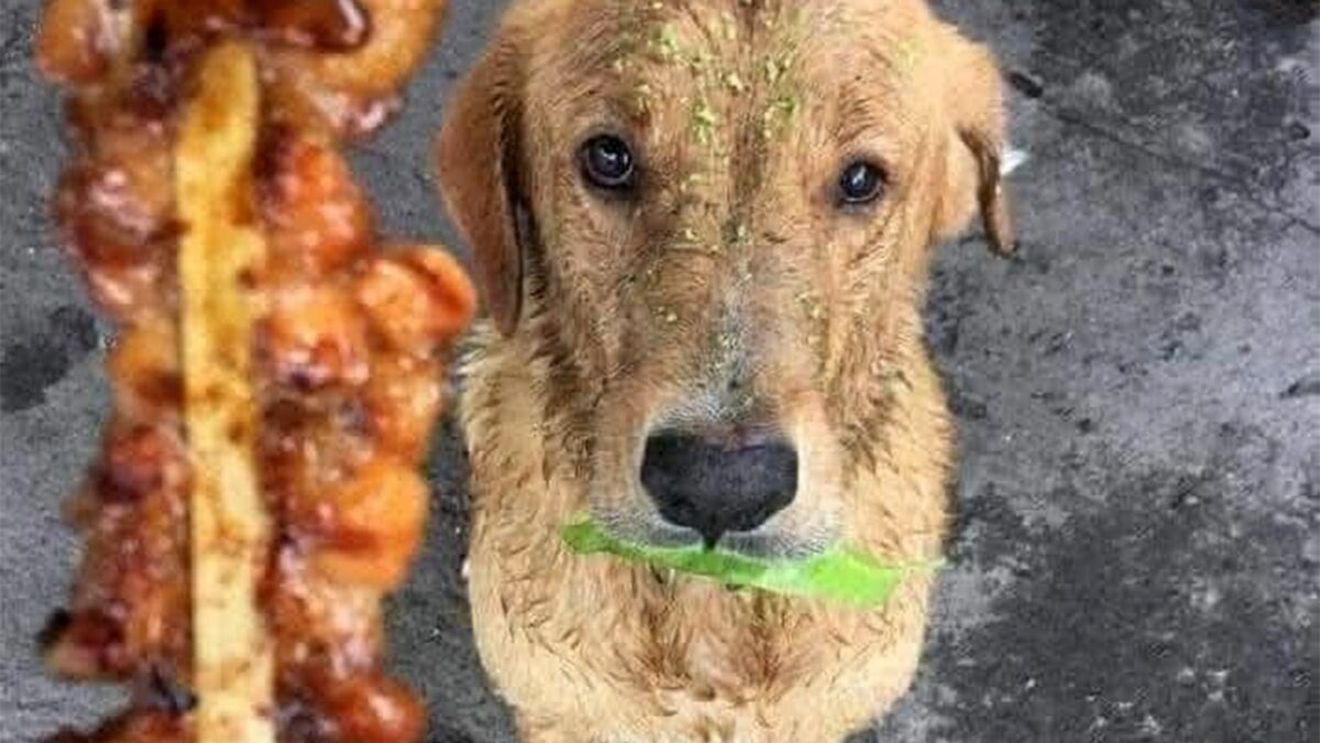 Povestea imaginii devenită virală în toată România: "Acest câine stătea și se uita la clienții care luau mâncare de la mine și dădeau o bancnotă în schimb"