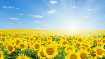 METEO 22 IULIE! Vremea se va menţine caniculară la orele amiezii, iar în unele zone va ploua