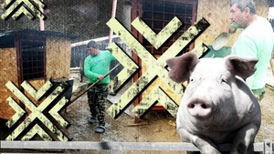 Porcii-santinelă au ajuns în Olt! Sătenii au înfiat-o deja pe Esmeralda…