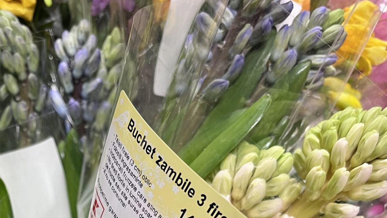 Nu e o eroare! Câți lei costă 3 zambile în Kaufland București, acum, de 1 Martie