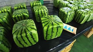 Pepeni pătrați? Fructele cub care au transformat agricultura într-o formă de artă