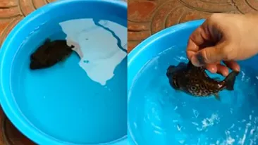 Arata ca un peste normal pana il scoti din apa! Ce se intampla cu el este cu adevarat remarcabil