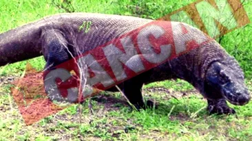 S-au luptat cu dragonul