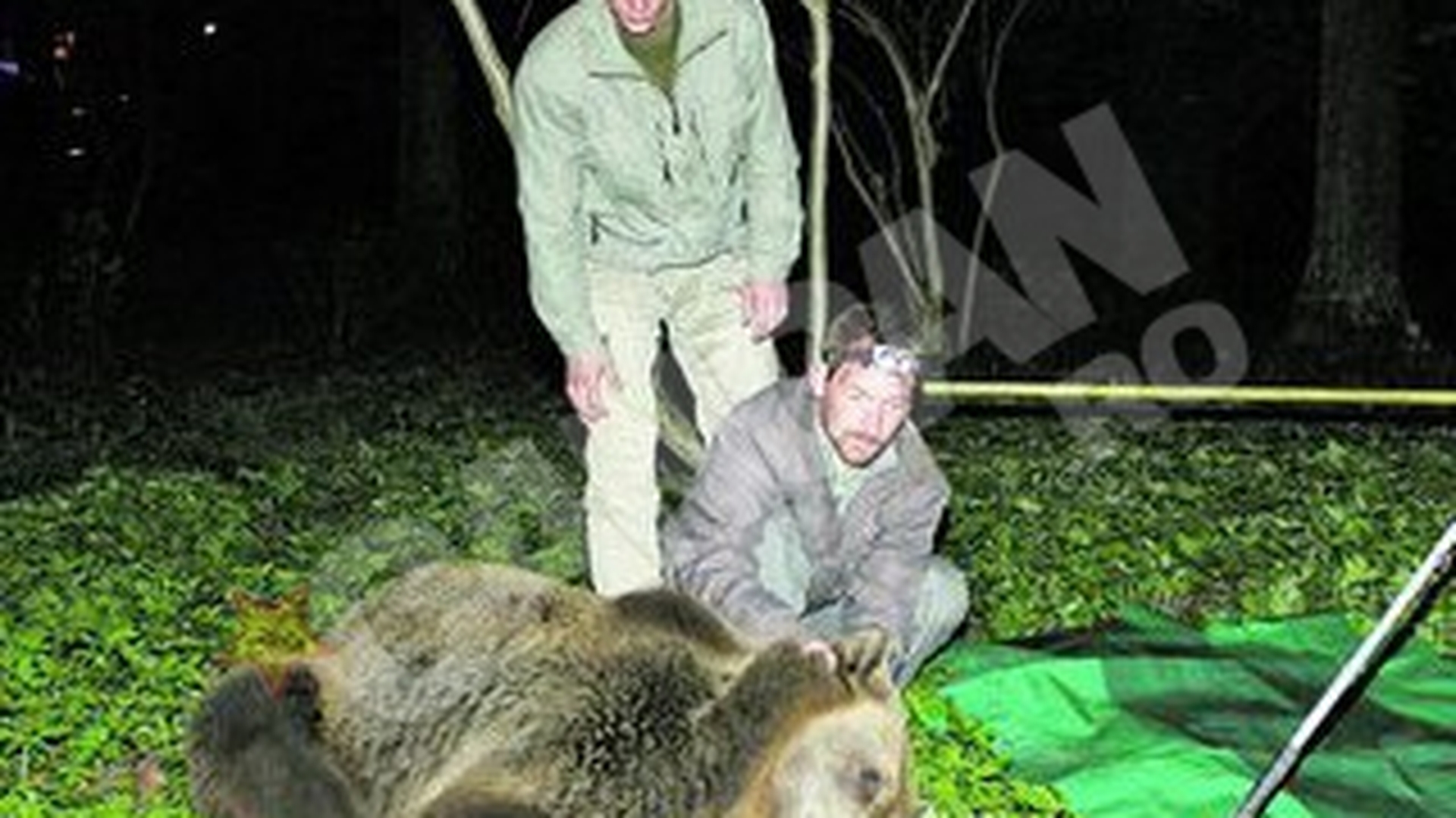 Ursii-mascota din Tusnad au fost capturati