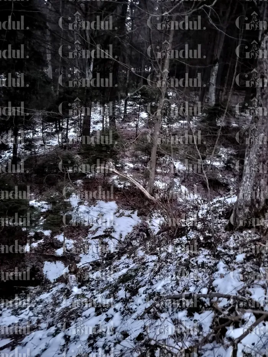 Terenul din Predeal. SURSA FOTO: Gândul.ro