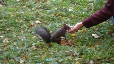 Bodyguarzi pentru veverite si preoti care sa cante mai... incet! Bucurestenii se intrec in sesizari si propuneri trasnite!