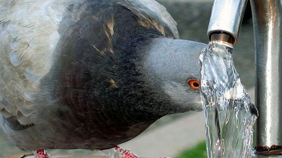 Credeai ca doar mamiferele imita oamenii? Ce face un porumbel la o cismea dintr-o piata publica!