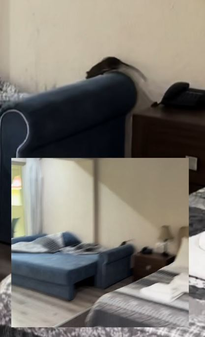 Turiștii s-au „luptat” cu un șobolan în camera de hotel / captură video