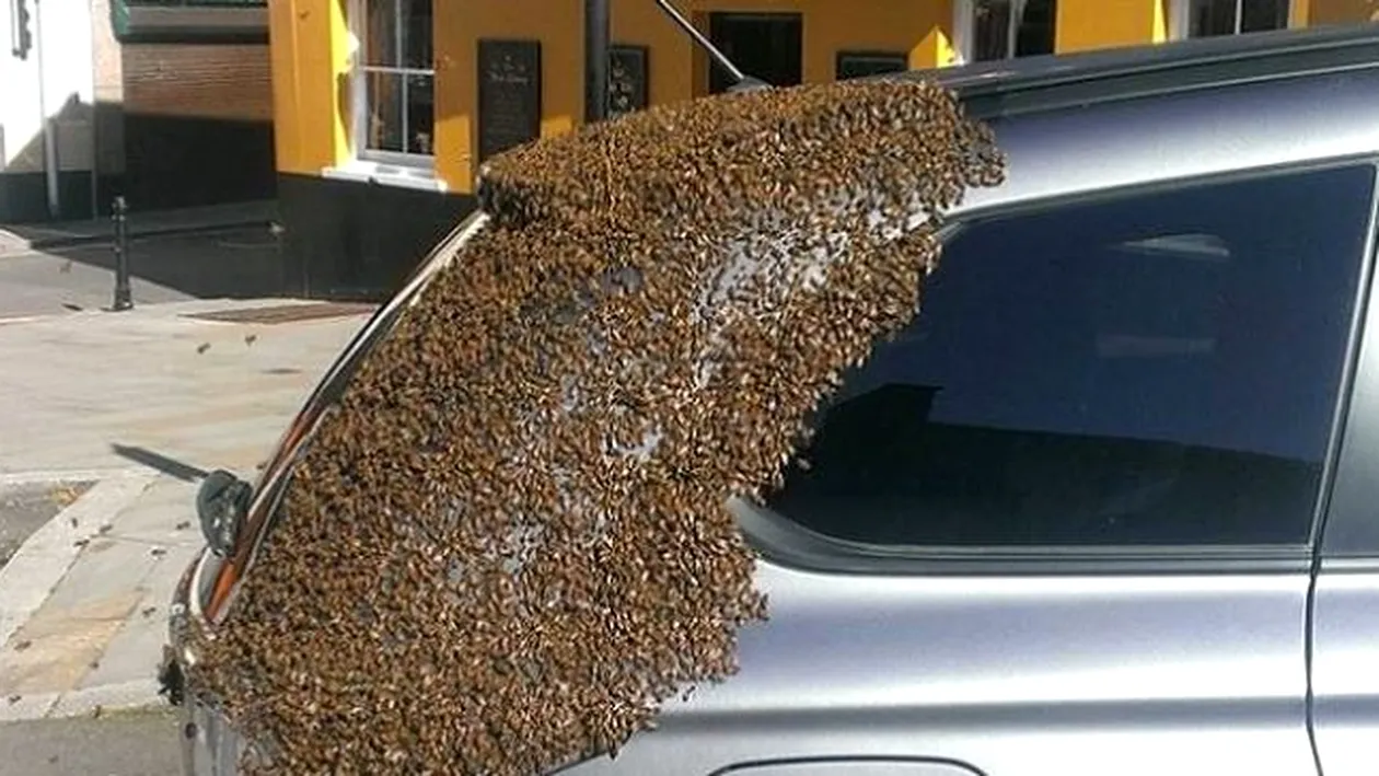 Mii de albine au urmărit, timp de două zile, o mașină! Ce au căutat în portbagajul automobilului