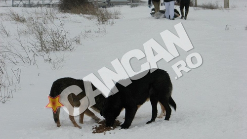Efort supraomenesc pentru salvarea cainilor comunitari din adapostul de la Glina! Voluntarii au carat prin zapezi 650 de kilograme de mancare pentru maidanezi!