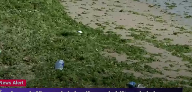 Mizerie de nedescris pe litoral! La Costinești turiștii fac plajă printre alge și gunoaie!