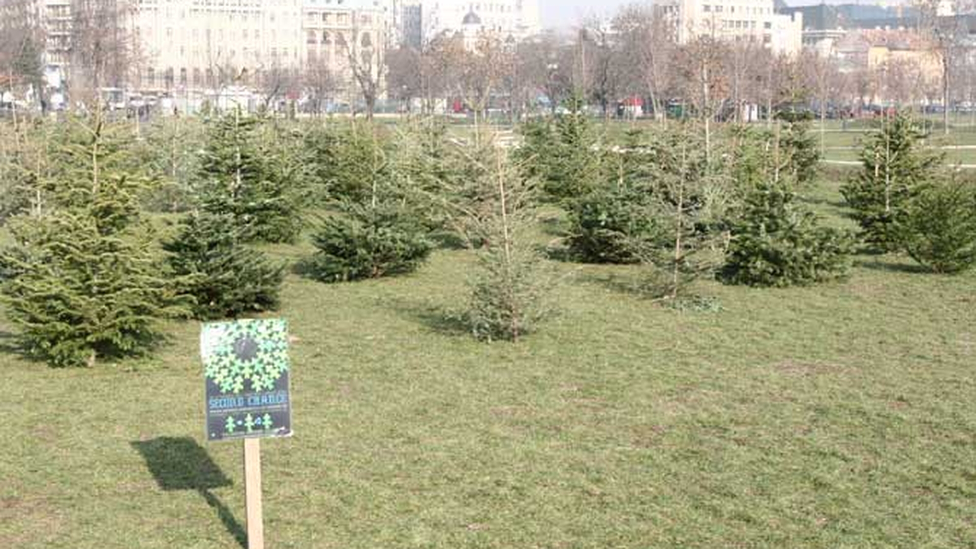 Au "plantat" brazii de Craciun in parc