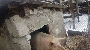 ȘOCANT! O fetiță din Iași a ajuns la spital după ce porcul din curte i-a mâncat urechile