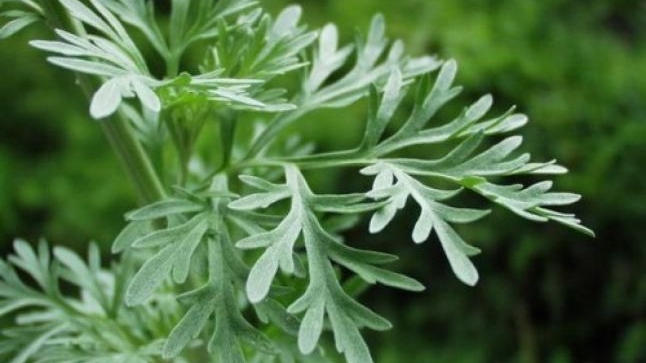 Proprietăţile pelinului, planta-medicament care curăţă tot organismul!