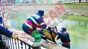 Cultura de seifuri in Dambovita