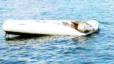 Zi de relaxare pentru o foca din Marea Britanie! A facut plaja intr-o barca