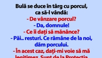 BANC | Bulă se duce în târg cu porcul, ca să-l vândă