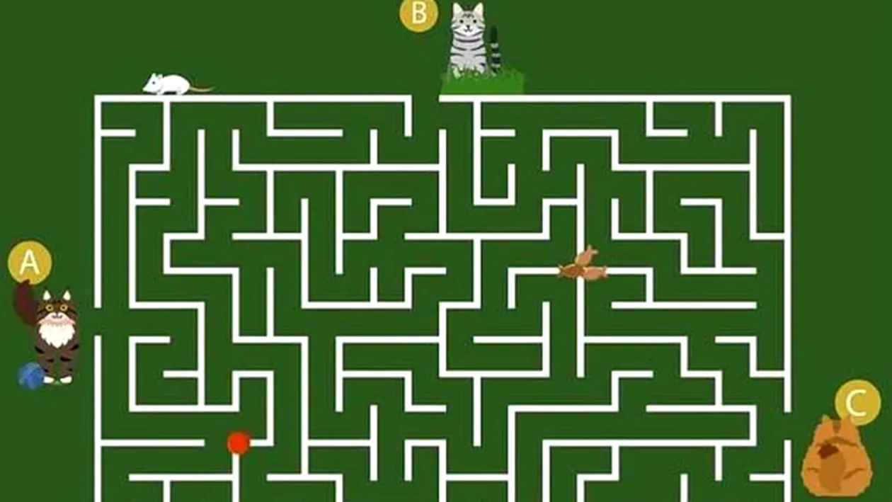 Test de inteligență pentru genii | Doar 1% poate ghici în 11 secunde ce pisică va ajunge prima la bolul cu mâncare