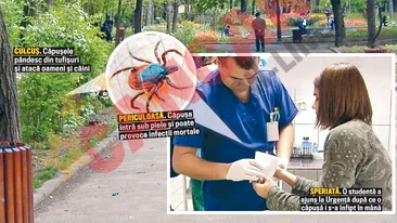 Pericol! Capuse in parcuri