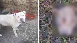 Caz revoltător în Tulcea. Vietnamezii ar fi furat câinii unui bărbat și i-ar fi mâncat 