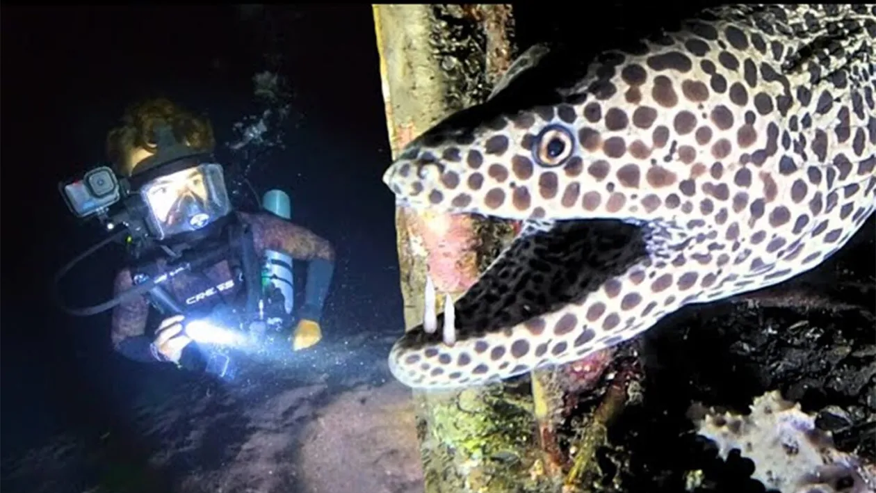 Ce se află, de fapt, la fundul Oceanului Indian. Descoperire ireală făcută de un scafandru