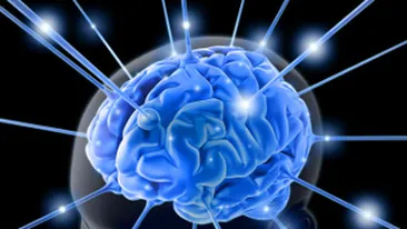 Mancand mai putin, tineretea creierului poate fi prelungita