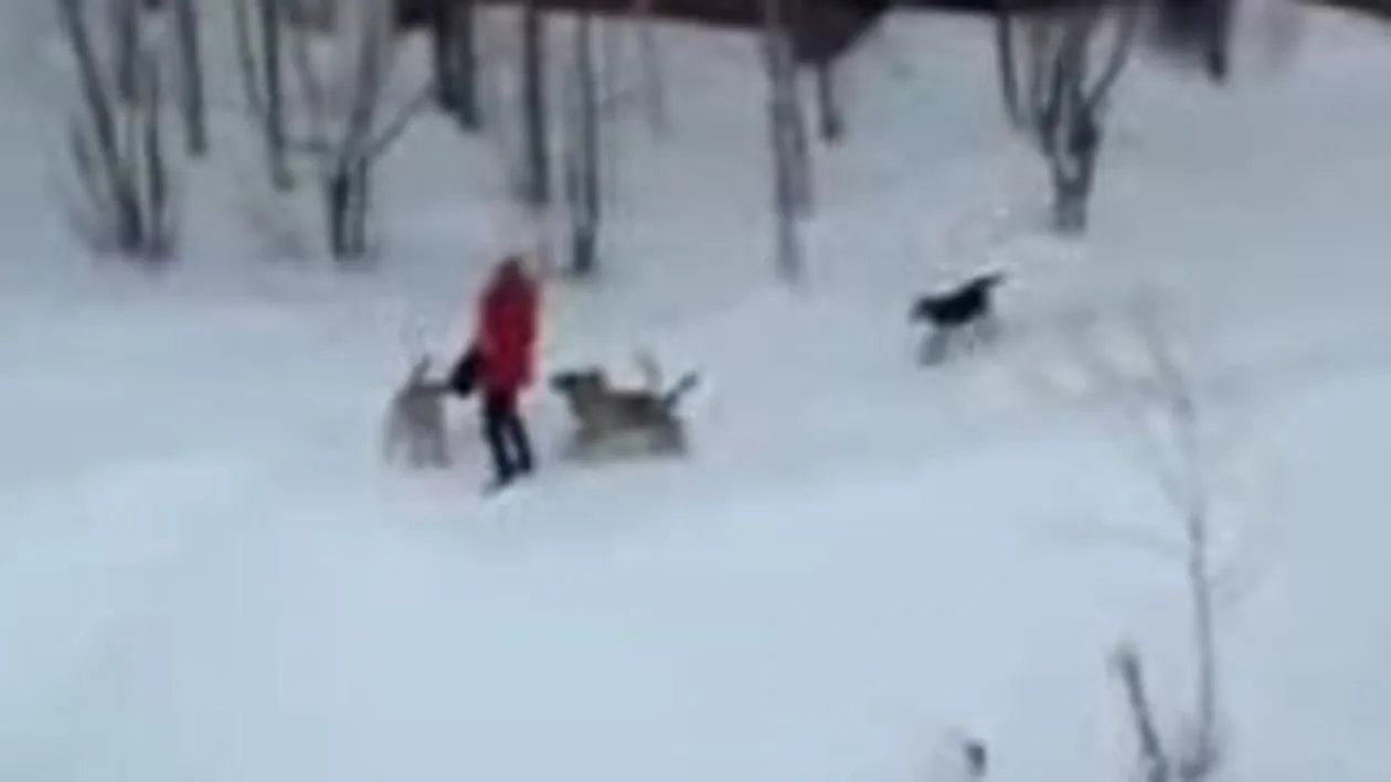 VIDEO O fata este atacata de o haita de caini... si nu traieste in Romania