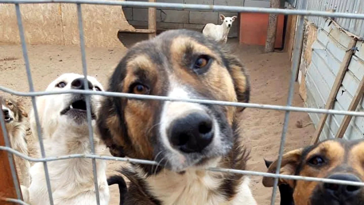 Un câine de la un adăpost din Dolj, acuzat că a mâncat 80 de oi. Ce a decis un judecător din Calafat