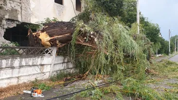 Furtună puternică în Tulcea. Pomii au căzut peste mai multe mașini staționate. FOTO